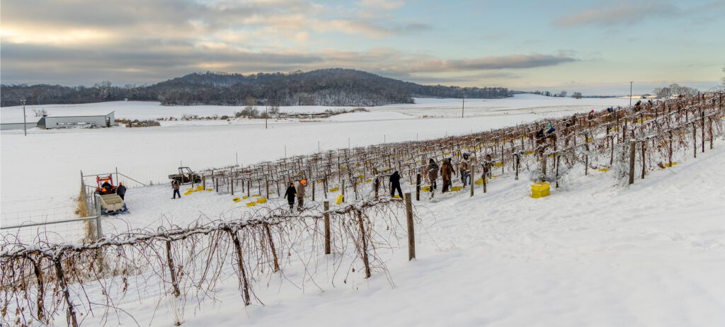 The sun rises over a snowy vineyard as people harvest the ice wine grapes in December.