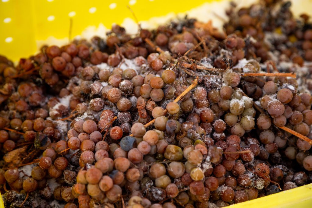 A yellow basket full of frozen grapes.