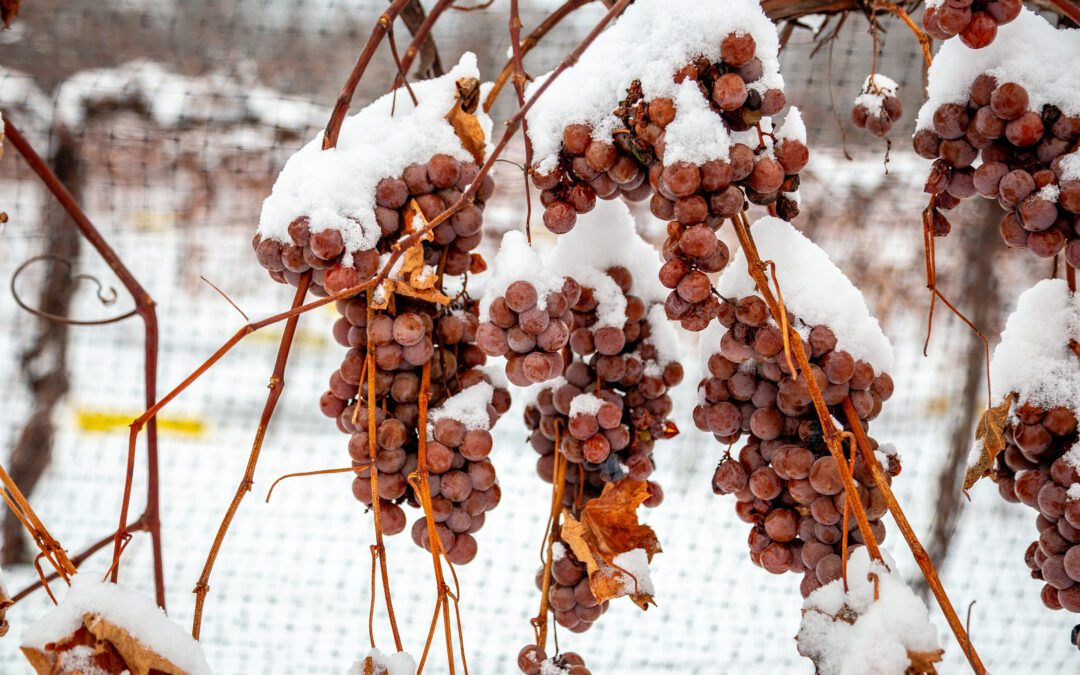 Frozen in Time: Harvesting Ice Wine at Wollersheim