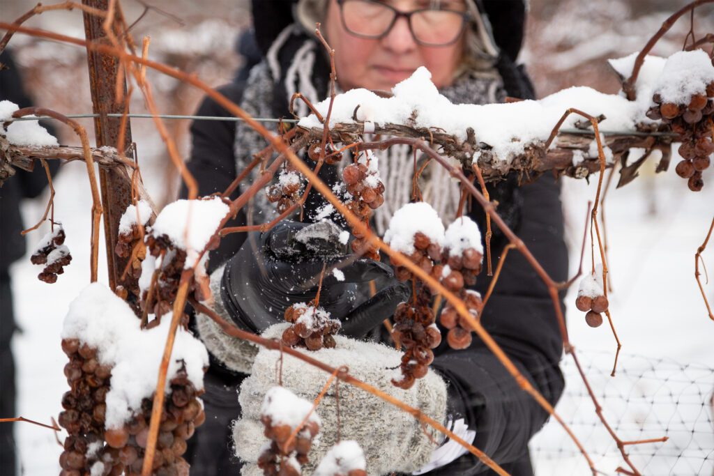 A woman bundled in winter clothes picks frozen grapes off a vine in the winter time.