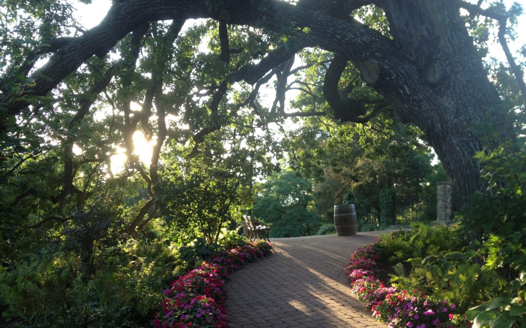 The Story of the Mighty Oak – and Its Next Chapter