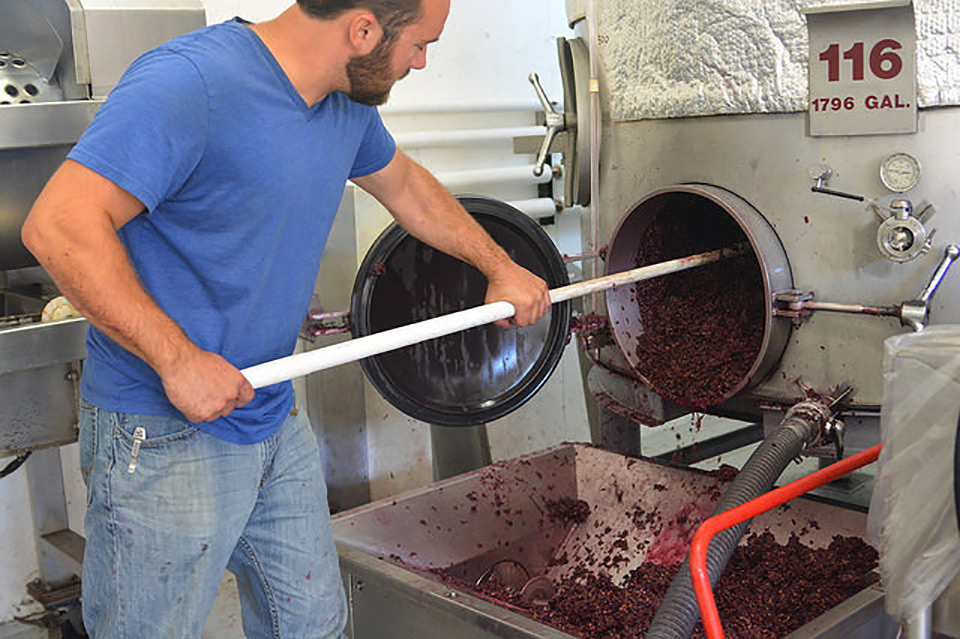 Grape Harvest