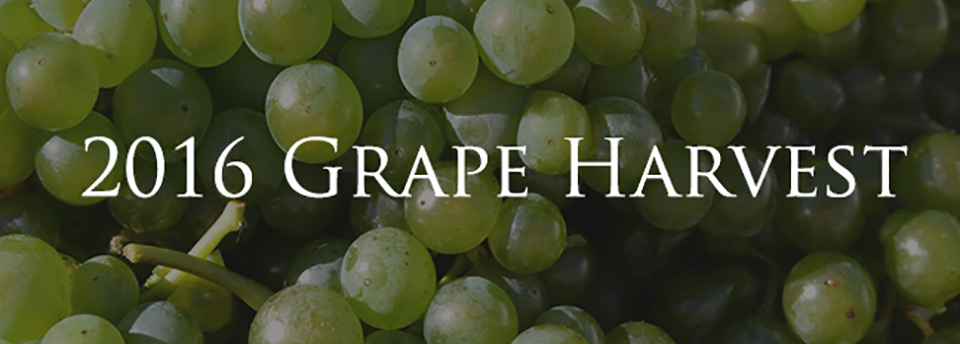 2016 Grape Harvest