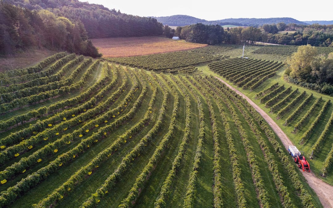 Uncorking Wollersheim’s Grape Harvest