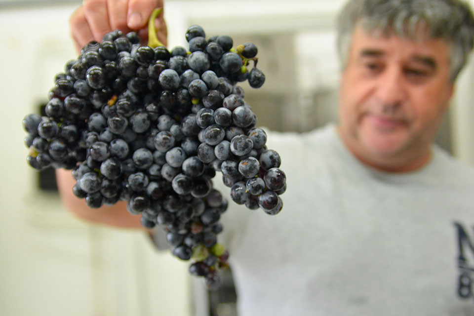 Grape cluster for Dry Rosé