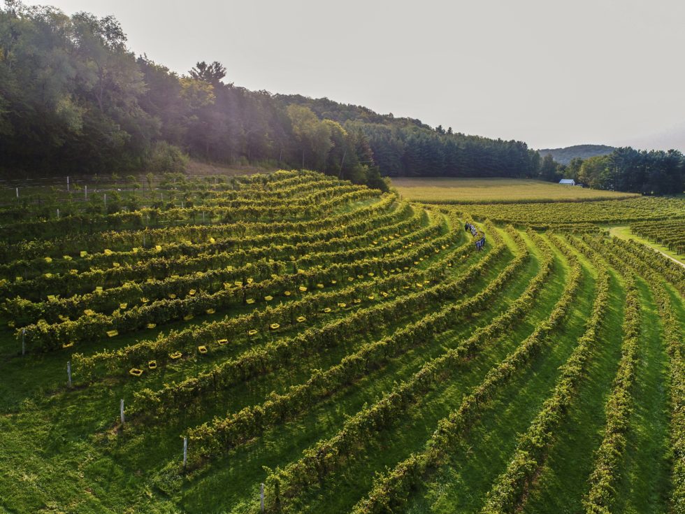 Our Annual Wisconsin Grape Harvest Wollersheim Winery, Distillery & Bistro