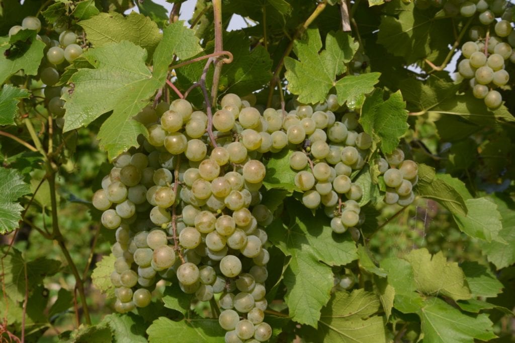 White Grapes