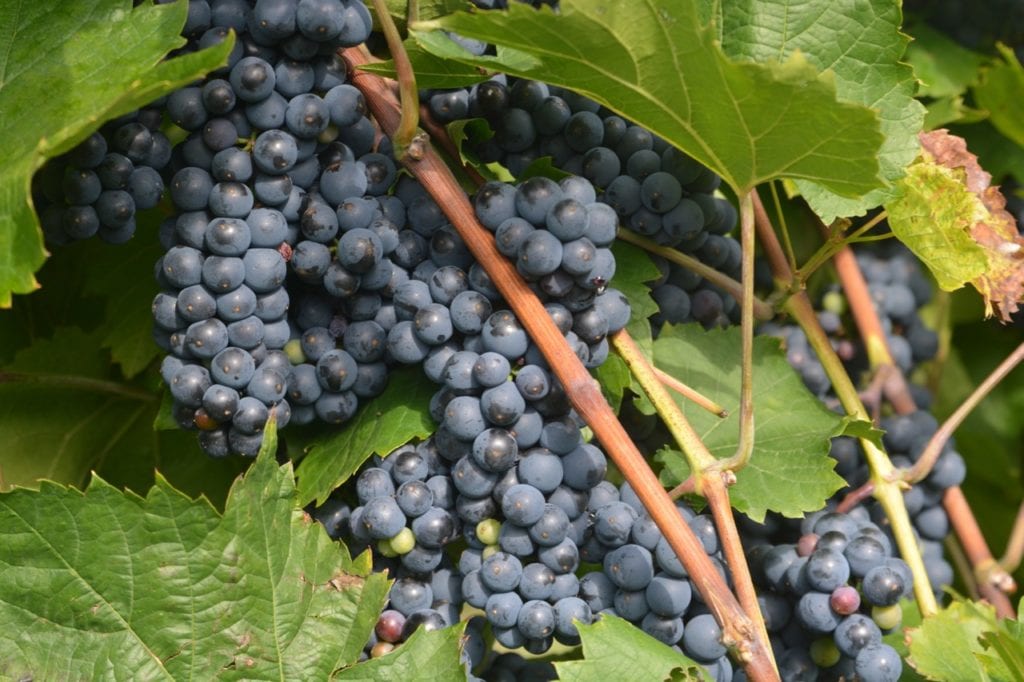 Red Grapes