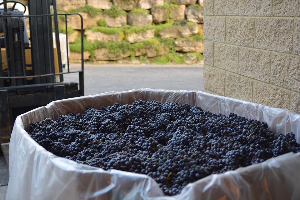 Grapes for Dry Dry Rosé