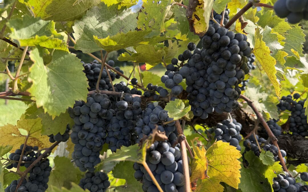 Grape Harvest 2026 is Complete!