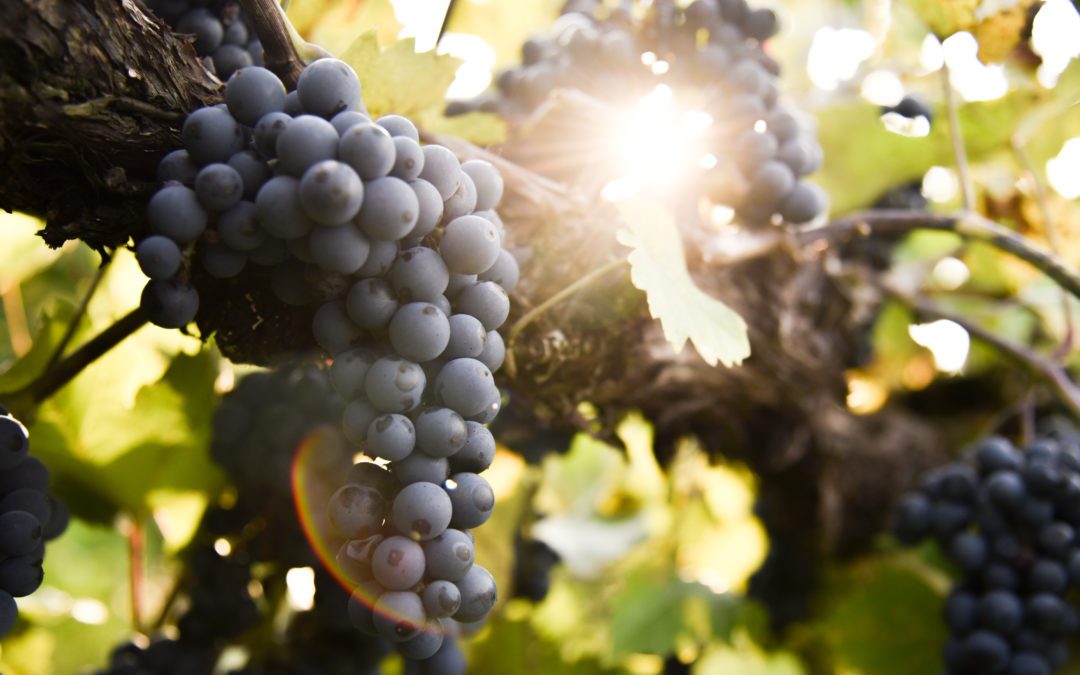 Our Annual Wisconsin Grape Harvest