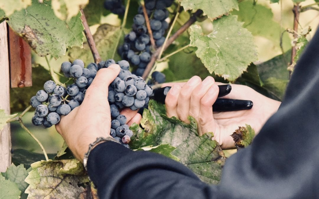 Harvest at Wollersheim Winery & Distillery