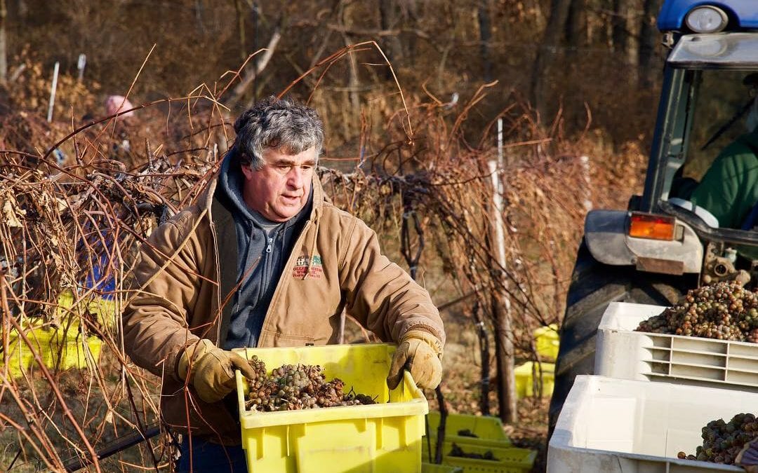 Ice Wine Harvest at Wollersheim