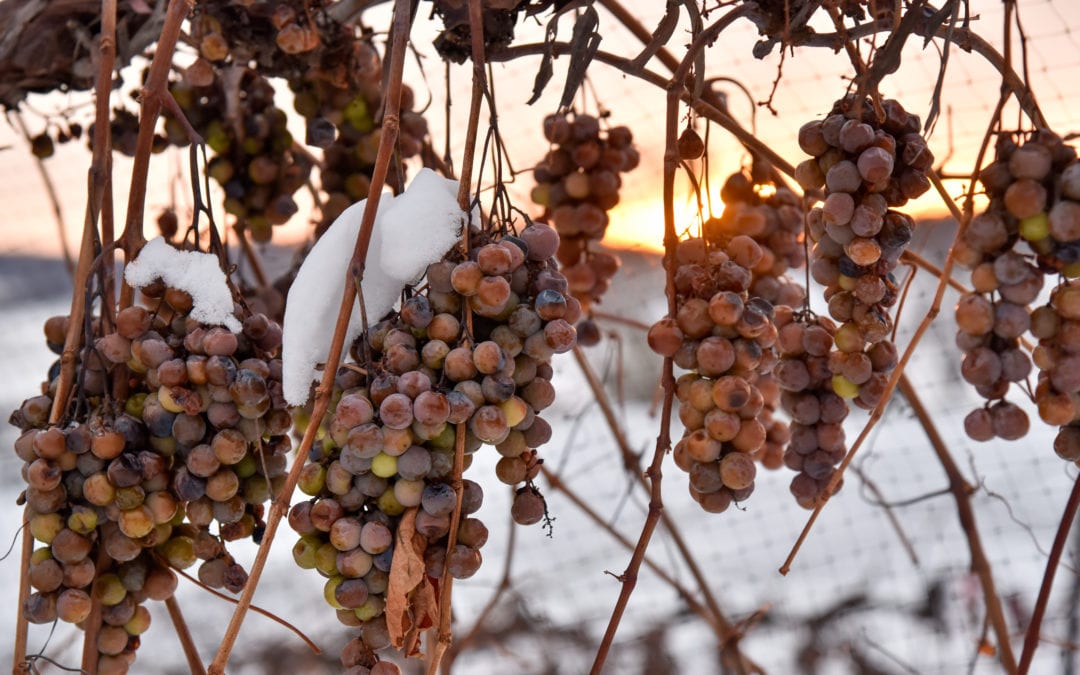 Wollersheim Ice Wine Harvest 2020