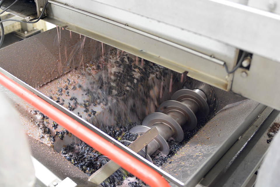 Crushing and destemming grapes for Dry Rosé