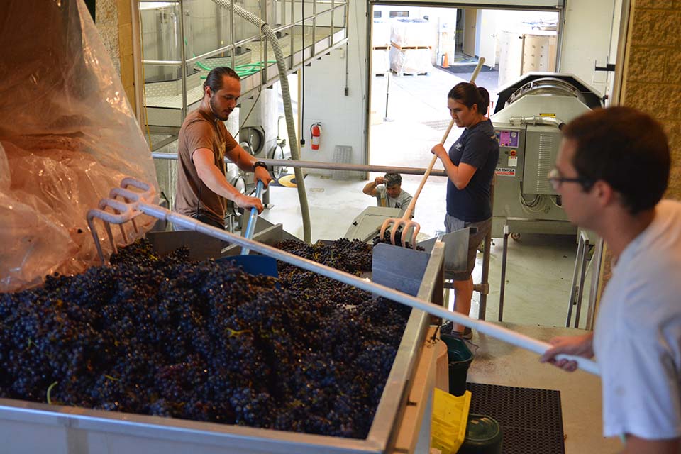 Grape production for Dry Rosé