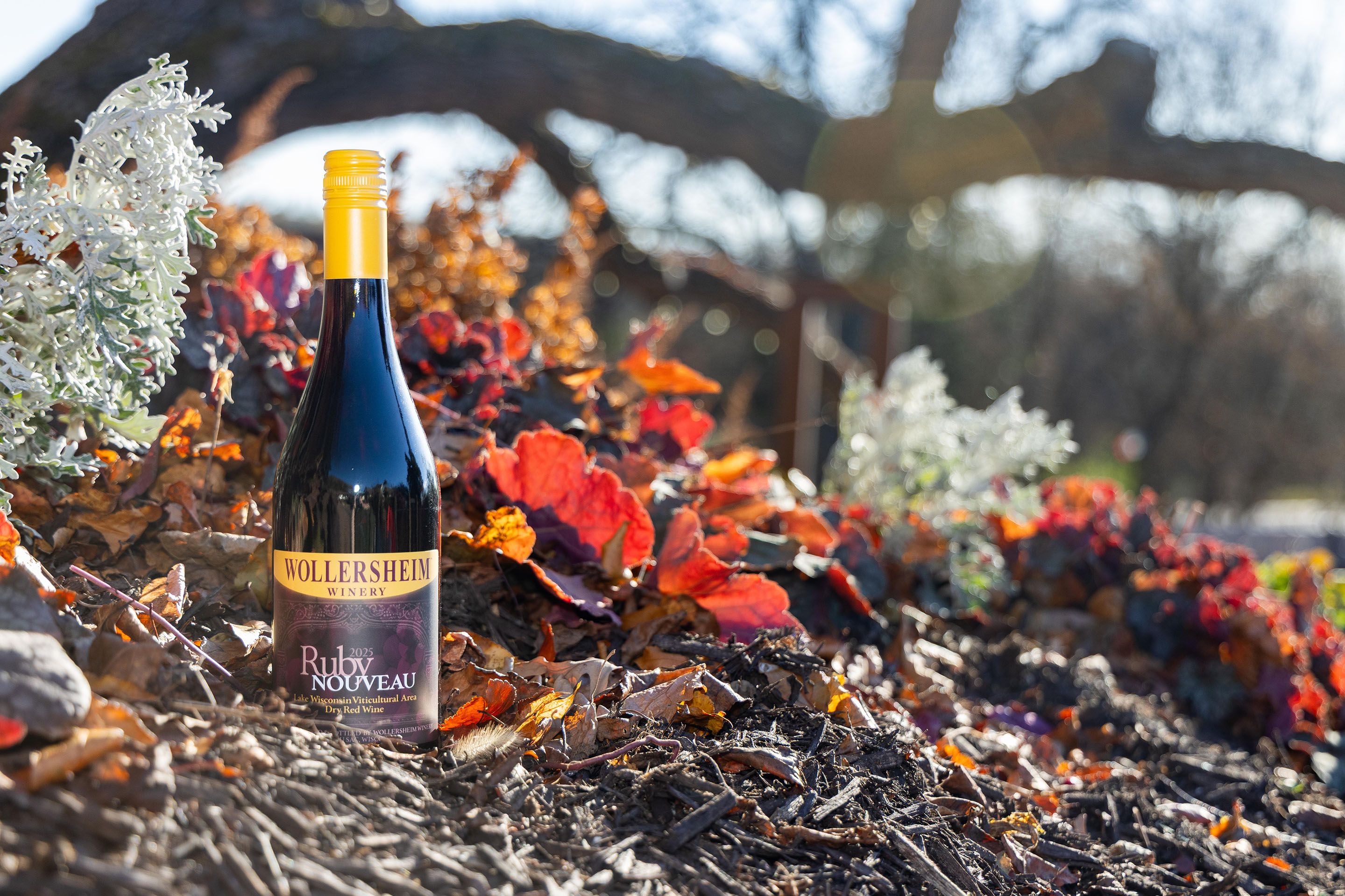 A bottle of Wollersheim's 2025 Ruby Nouveau, glistening in the sun, surrounded by bright orange leaves, with the Wollersheim oak bent in the background.