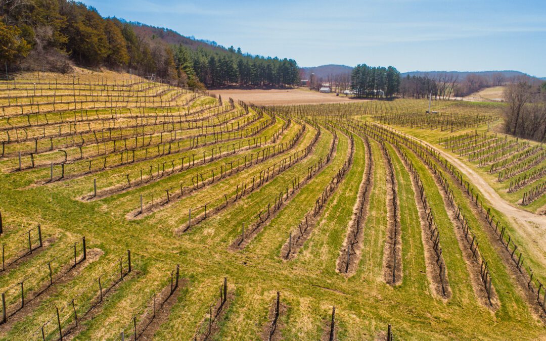 Freeze Q&A with Our Winemakers