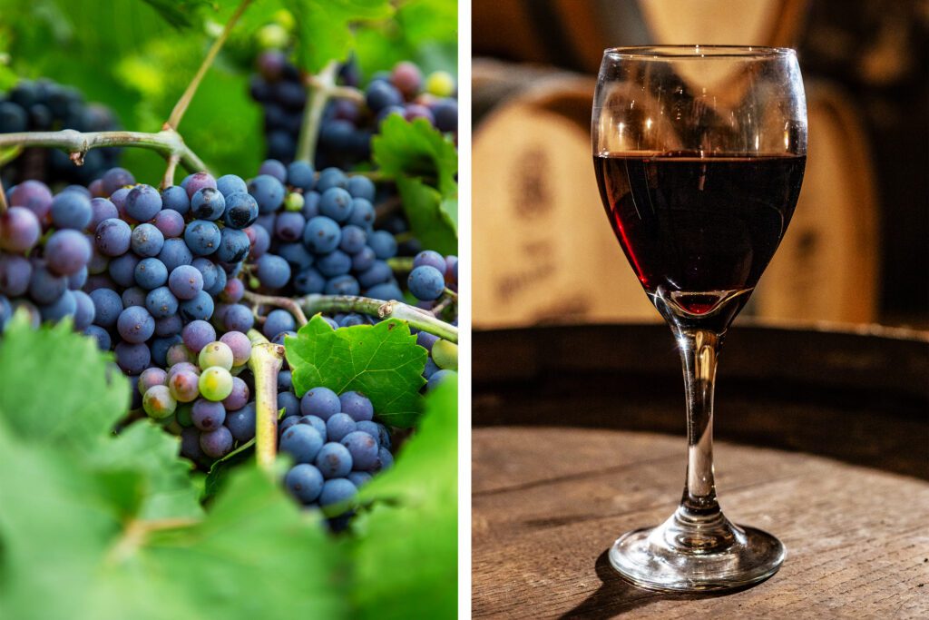 An image of dark purple grapes on a vine and a glass of Cabernet Sauvignon in the wine cellar, surrounded by wine barrels.