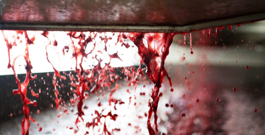 Red grape juice pouring out of a pressing machine, which will be fermented and aged into wine.