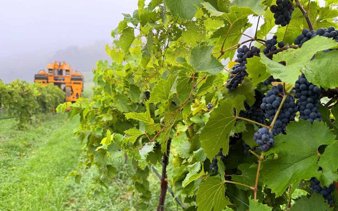 2026 Harvest is in full swing!