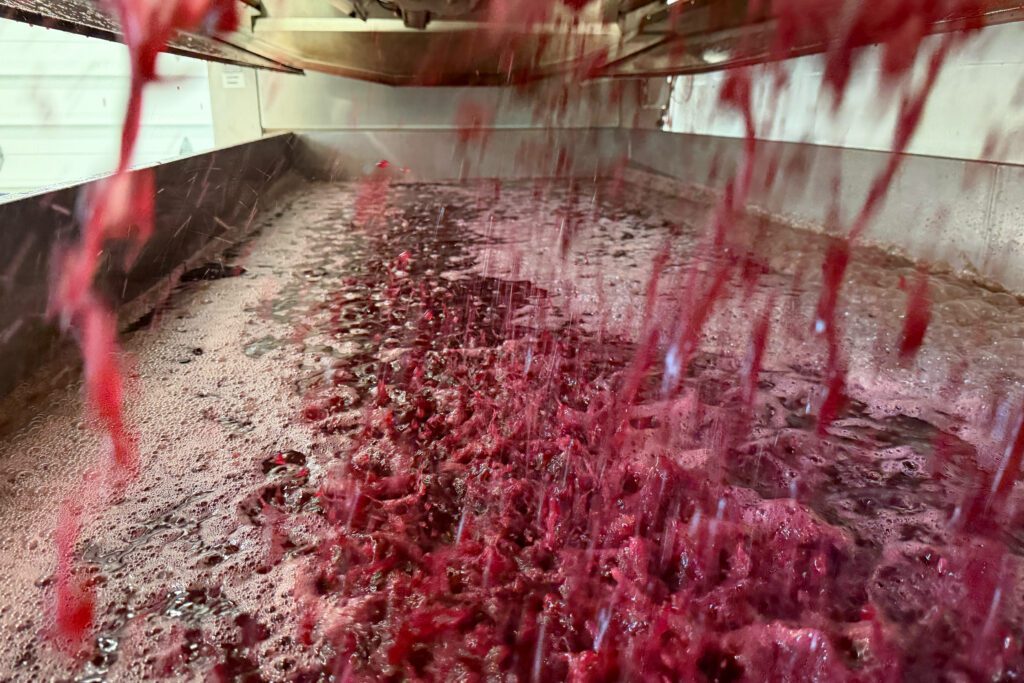 Red grape juice being pressed from the 2026 harvest, which will be fermented and aged into wine.