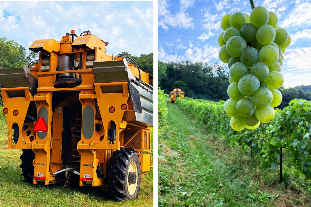 A close up image of a yellow harvester and an image of green grapes being held up in a field.