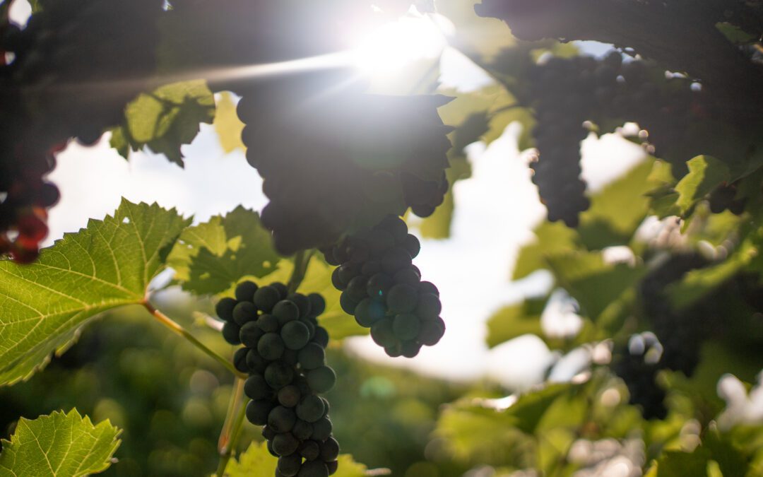 Harvest 2025: A Fantastic Blur at Wollersheim