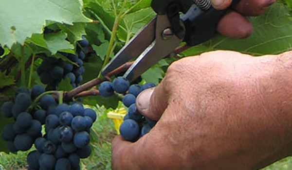 vineyard_pick_grapes